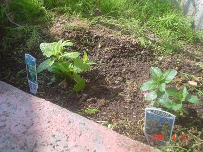 レモンバーム＆ペパーミント