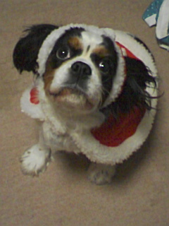 なんかください！