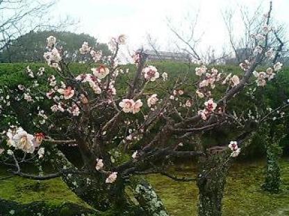 旧徳島城表御殿庭園03