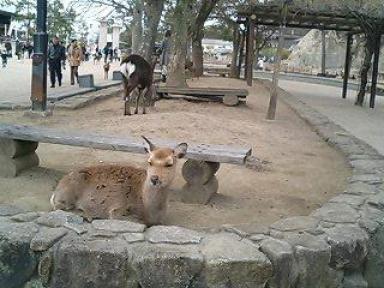 宮島の鹿