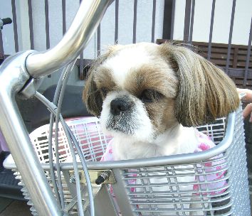 080420花恋自転車