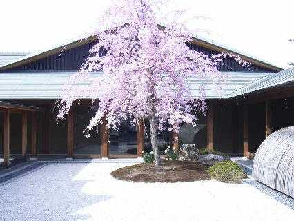 徳川園桜.jpg