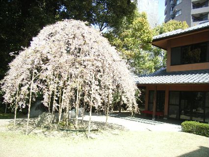 美術館桜.jpg