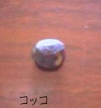 コッコ