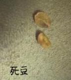 死豆