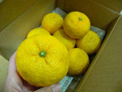 yuzu