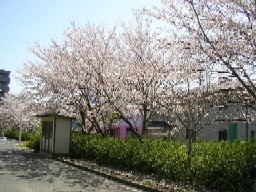 校庭の桜