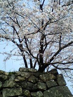 大和郡山城　桜１