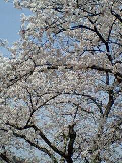 大和郡山城　桜２