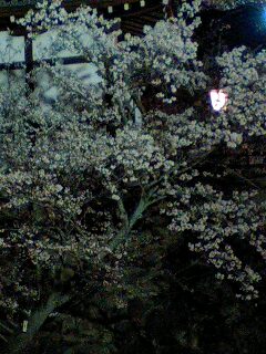 大和郡山城　夜桜