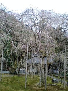 常照院　枝垂桜