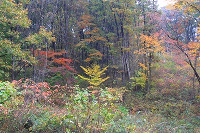 プチ紅葉