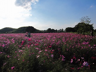 コスモス畑