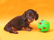 2007.3.23カニヘン チョコタン.jpg