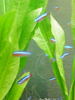 カージナルテトラ0722