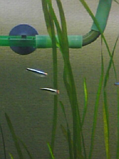 ブラックネオンテトラ0722