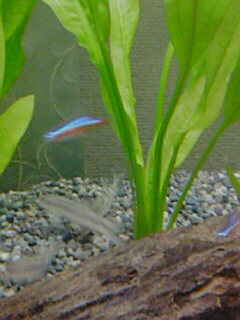 ゼブラローチ0722