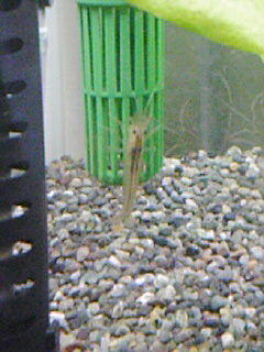 ヤマトヌマエビ0722