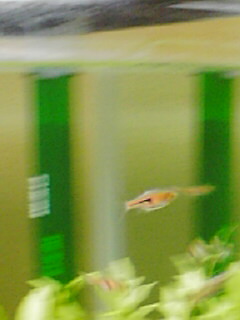 ワイドラスボラエスペイ0722