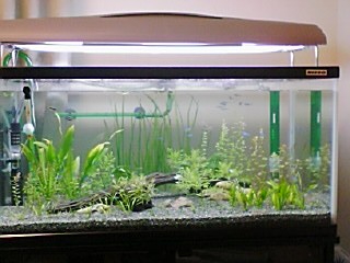 メイン水槽　0920