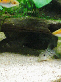 ビッグズとウェッジ