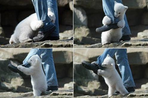 Polar Bear Attack.JPG