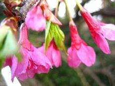 寒緋桜アップ