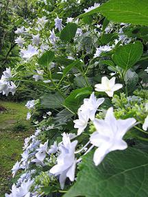 墨田の花火