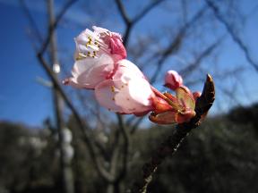 河津桜アップ１