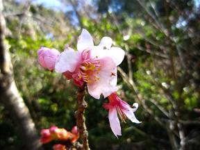 河津桜アップ2