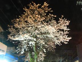 夜桜