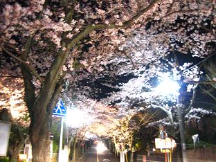 桜並木夜景１