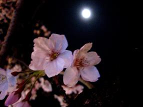 月と桜２