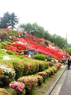 小室山のつつじ１