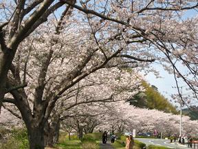 父と桜