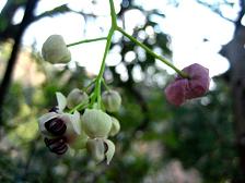 アケビの花