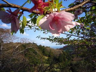 桜と海