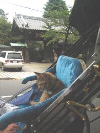 人力車と猫