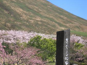 桜の里4月11日