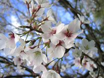 大島桜