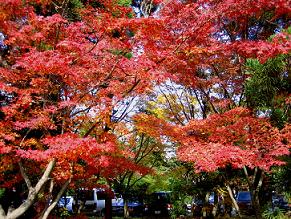 天竜寺の庭