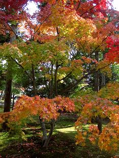 天竜寺の紅葉