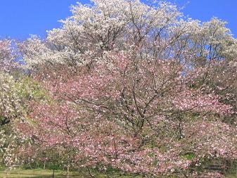 桜の里２