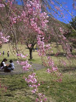 枝垂桜