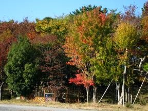 駿府公園の紅葉