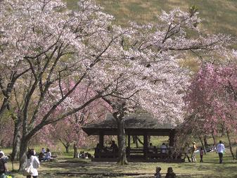 東屋と桜