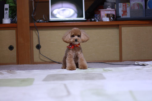 いちについて・・・