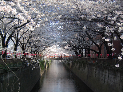 sakura2009