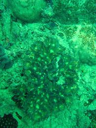 Helmet Wreck