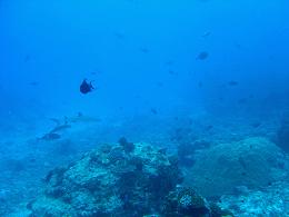 Blue Corner
